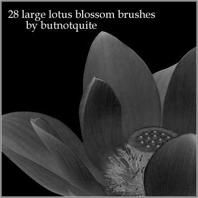 Large Lotus brushes