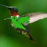 Ruby Throated Hummingbird Speedpaint