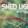 Shed Light Wallpaper