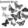 Butterfly Brush