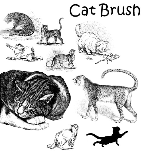 Cat Brush