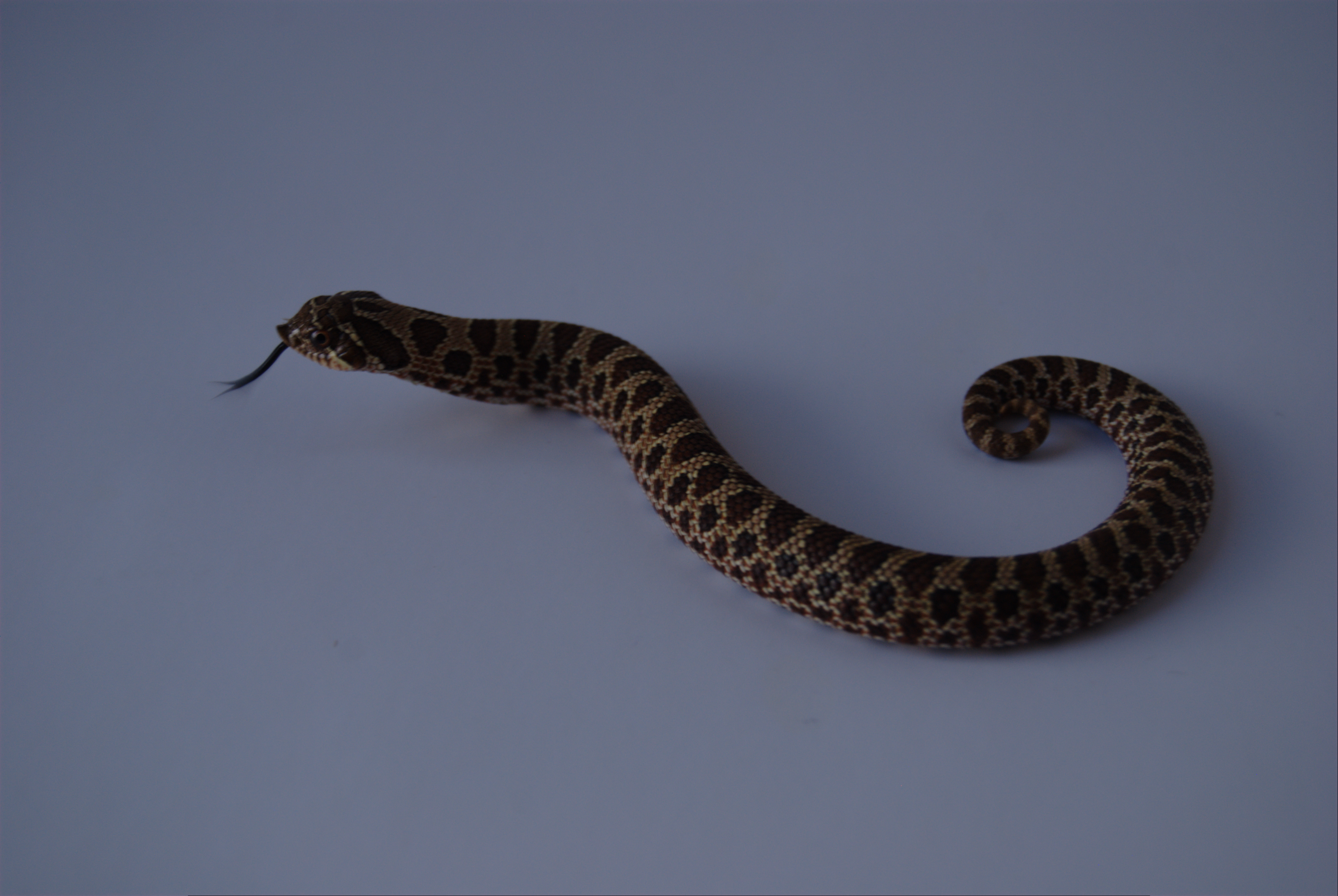 Baby Hognose 4