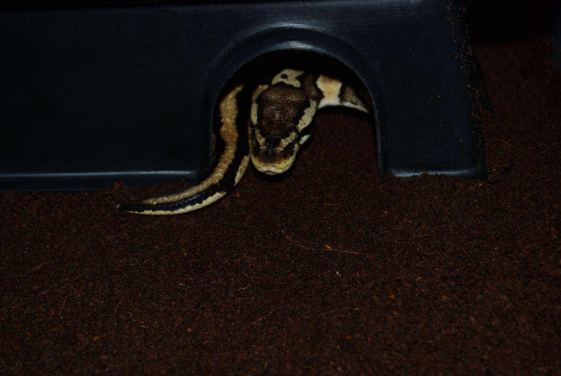The Lemon Drop Lined Tank - AS main image 1