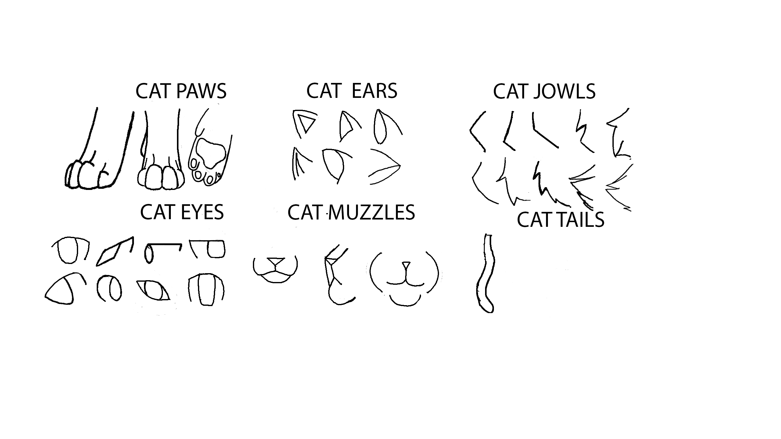 Cat Ref by Priismiq on DeviantArt