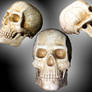 skull 1 by kyndelfire-stock