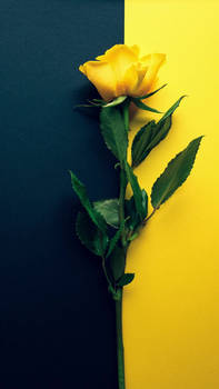 Just a yellow rose (ai music)