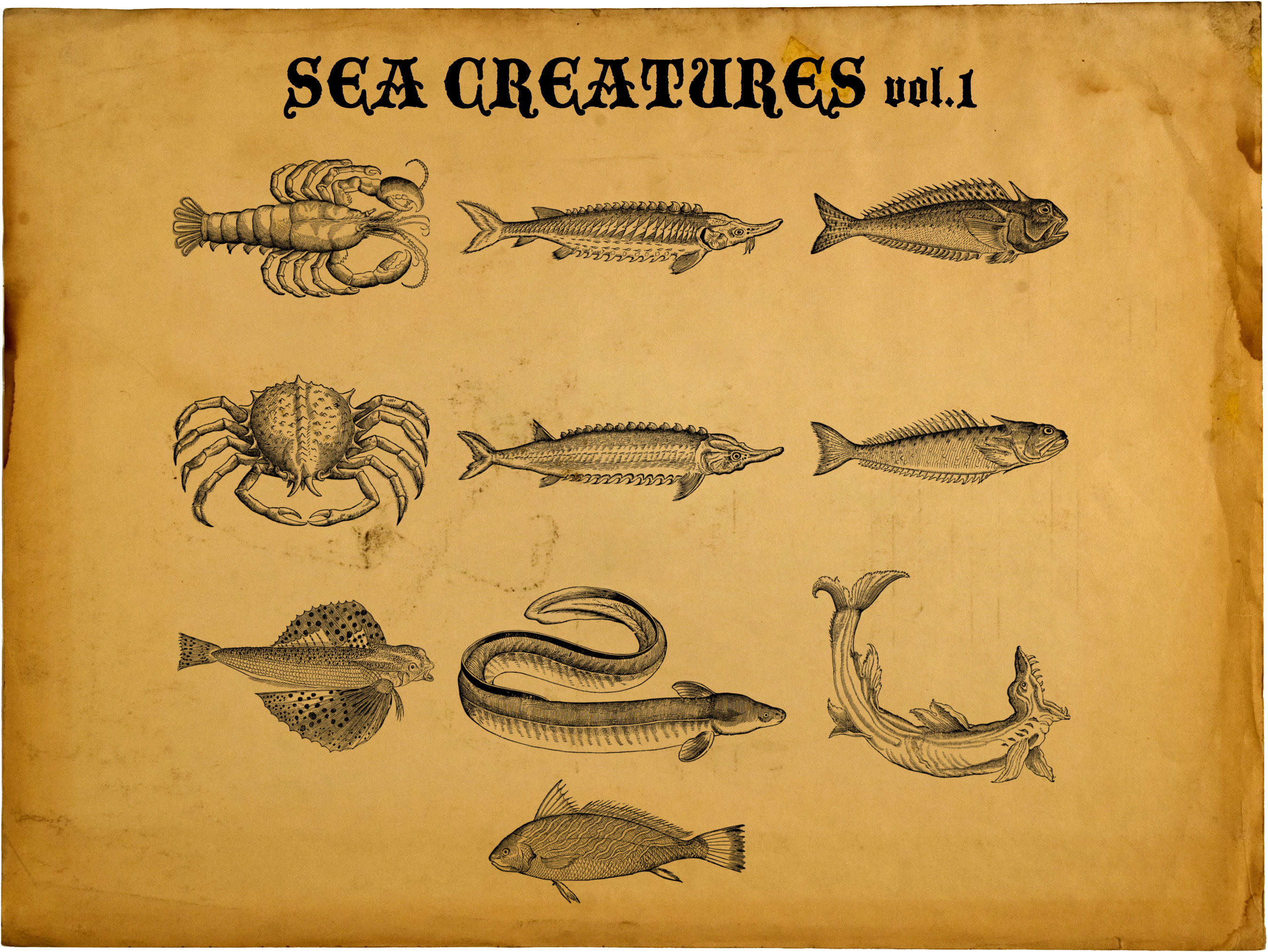 Sea Creatures by motion-suggests on DeviantArt