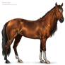 Horse Base (re-drawn)