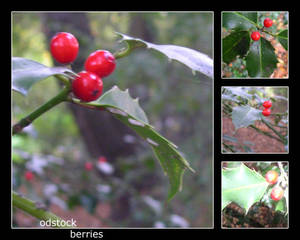 odstock_berries