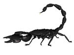 Scorpion Aug 17A