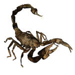 Scorpion Aug 17B