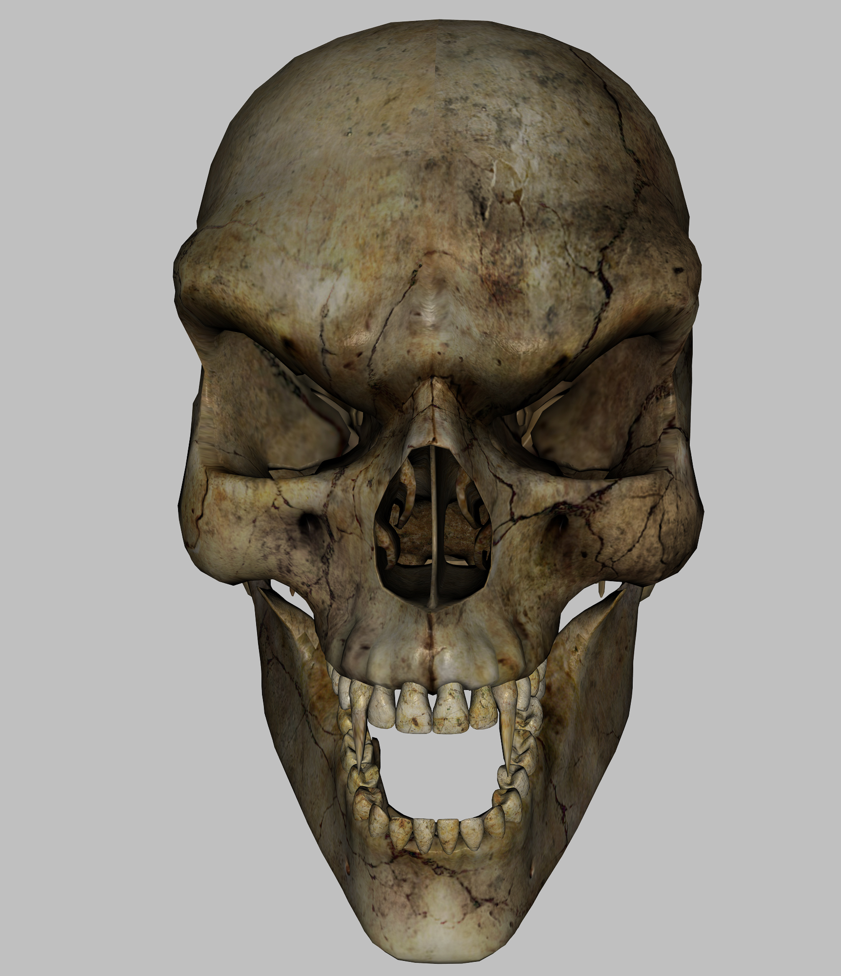 Skeleton - Skull2