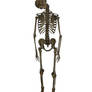 Skeleton - Hanged 1