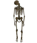 Skeleton - Hanged 1