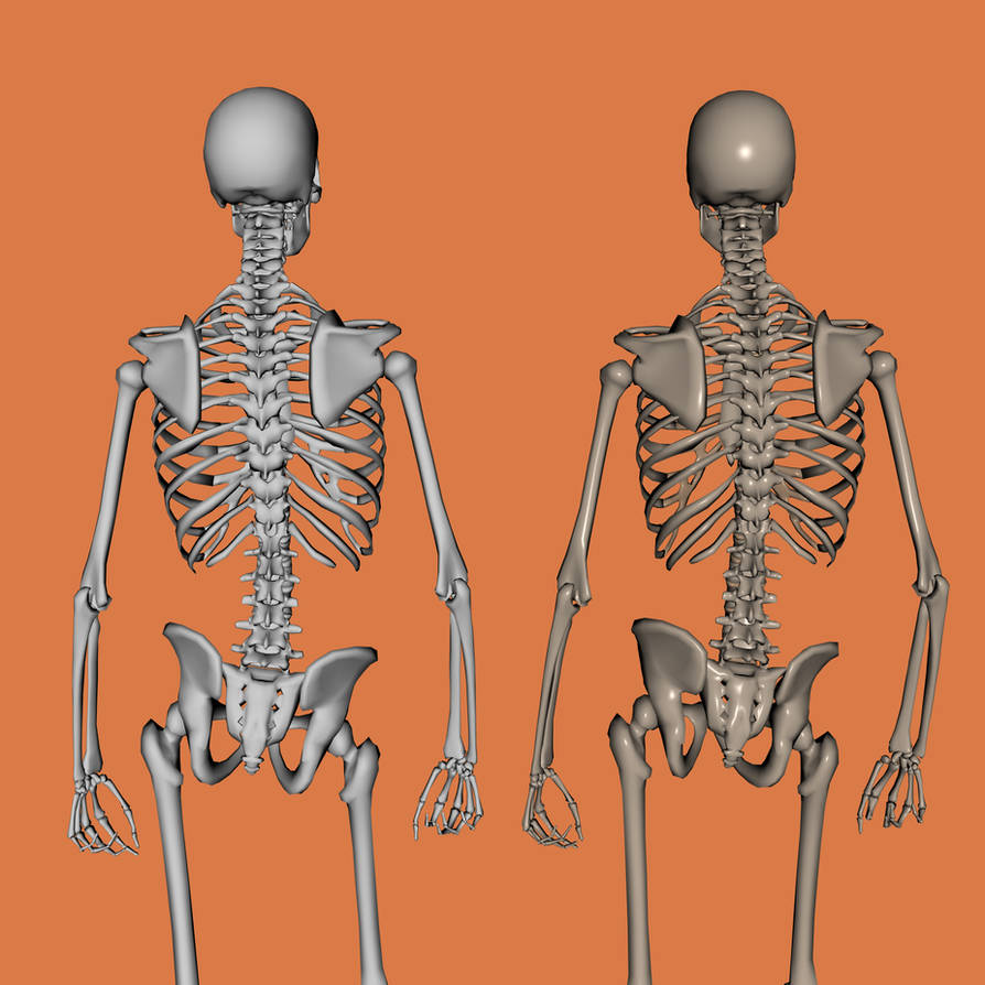 Три типа скелета. Скелет человека. Скелет со спины.