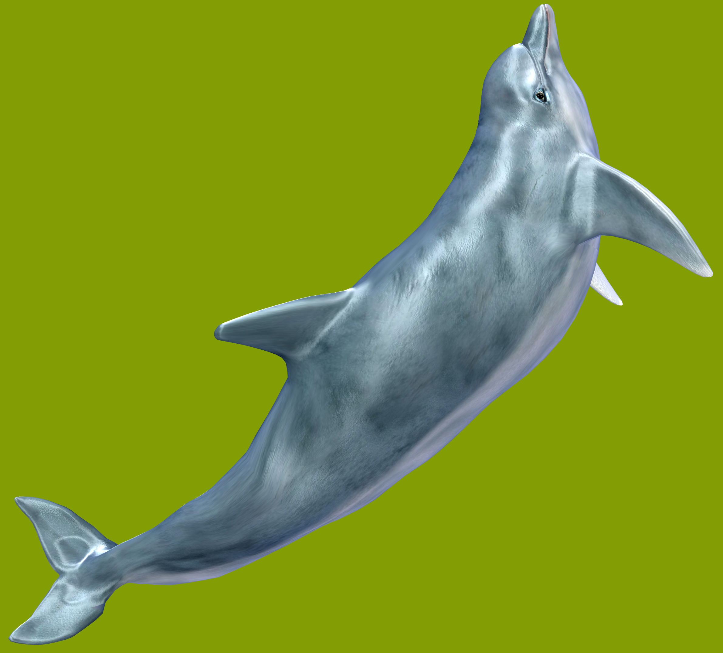 Dolphin 1