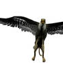 Griffin - Gryphon