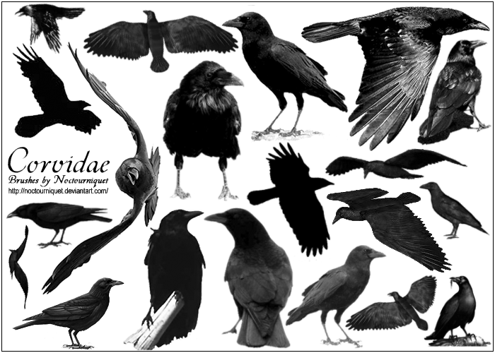 Corvidae... Ravens -N- Crows