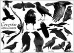 Corvidae... Ravens -N- Crows by Noctourniquet