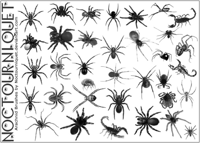 Arachnids, Eight Legged Things by Noctourniquet