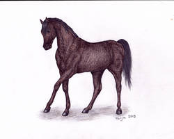Coloured horse