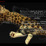 FREE!! African Leopard