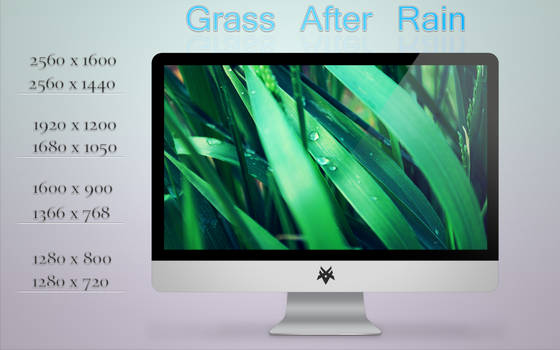 Grass After Rain