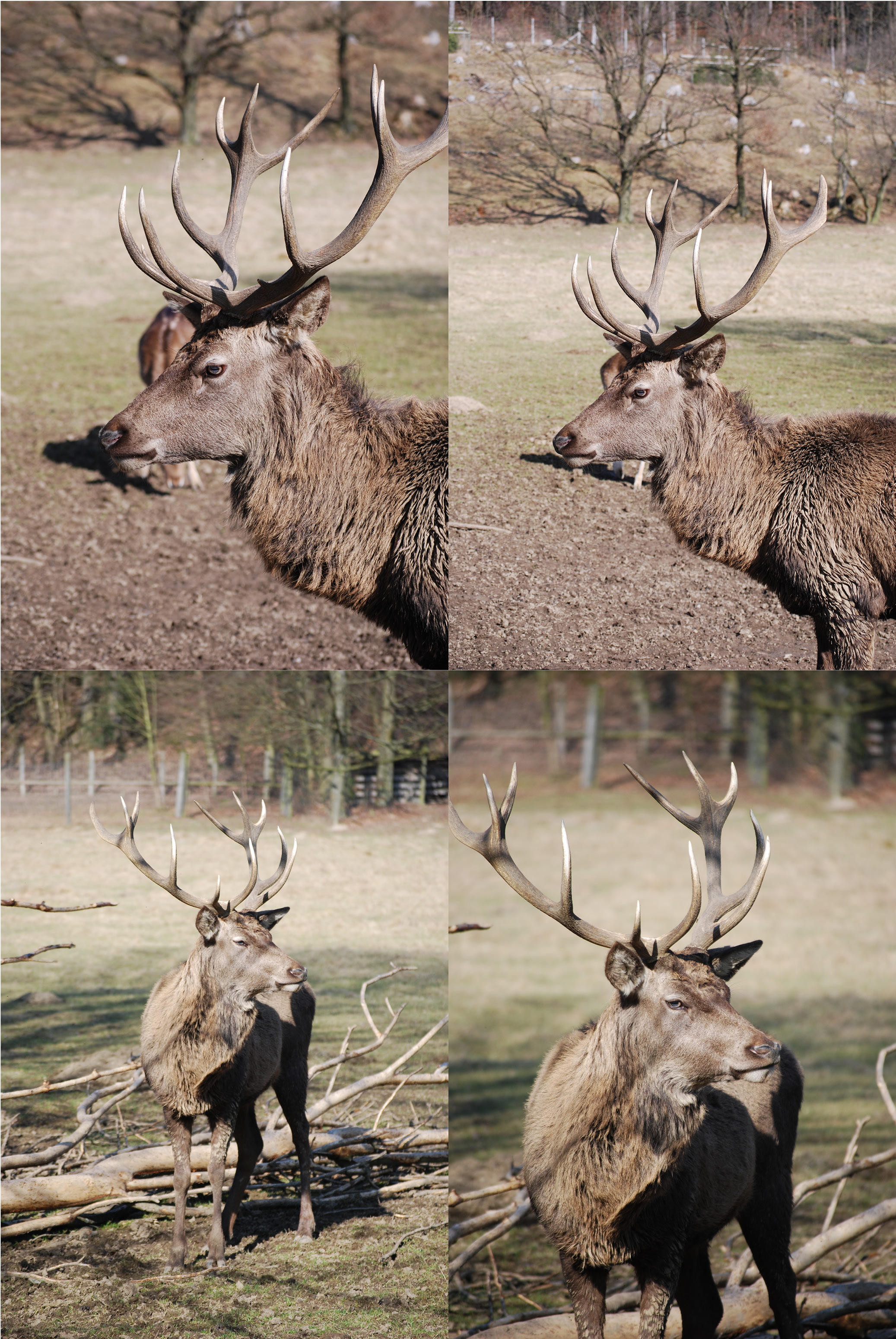 Deer 13.0