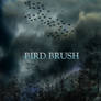 BIRD BRUSH
