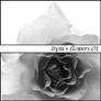 Lryiu's Flowers 01