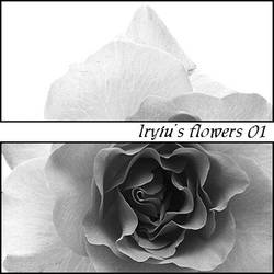 Lryiu's Flowers 01