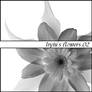 Lryiu's Flowers 02
