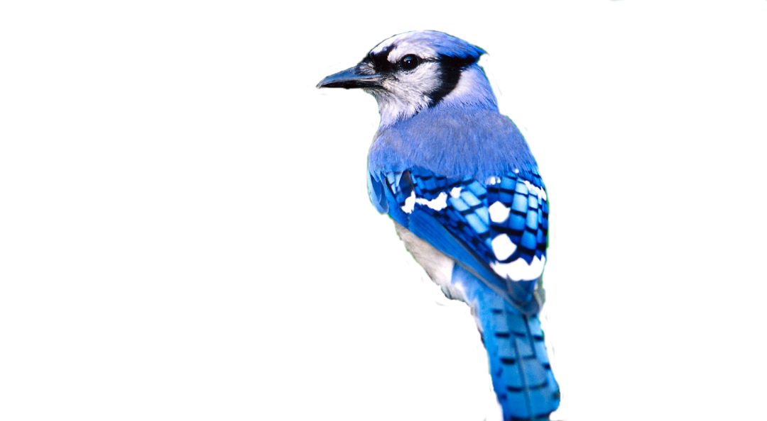 Transparent Bird