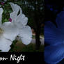 Action - Night