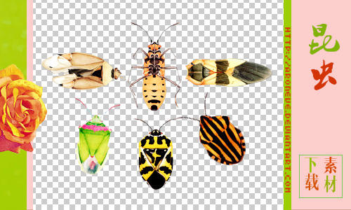 Insectpg insect pngs by ARONEVE on DeviantArt