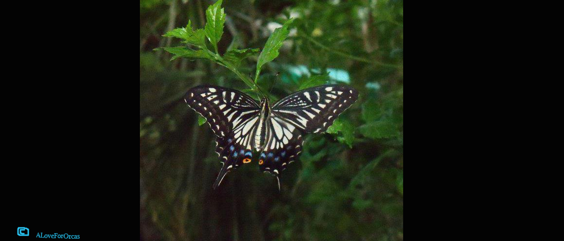 Swallowtail Butterfly 3 by ALoveForOrcas on DeviantArt