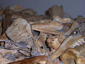 Piles of Bones Macro Stock