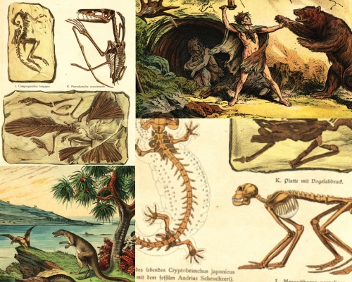 NaturalHistory Book 1888