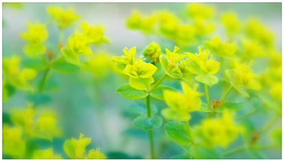 Yellow Green