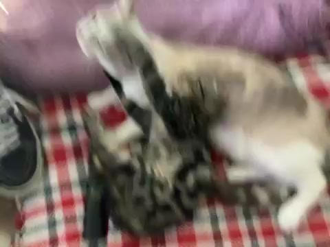 Cats being a goof by Sophifurry on DeviantArt