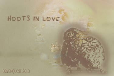 Hoots in love
