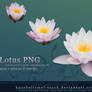 Lotus PNG