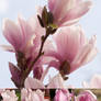 Magnolia Flowers - Stock Pack