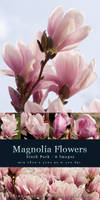 Magnolia Flowers - Stock Pack