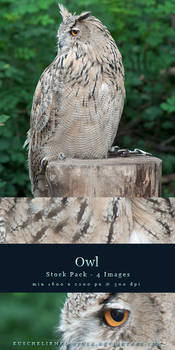 Owl Stock Pack