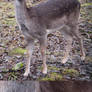 Oh Deer - Stock Pack