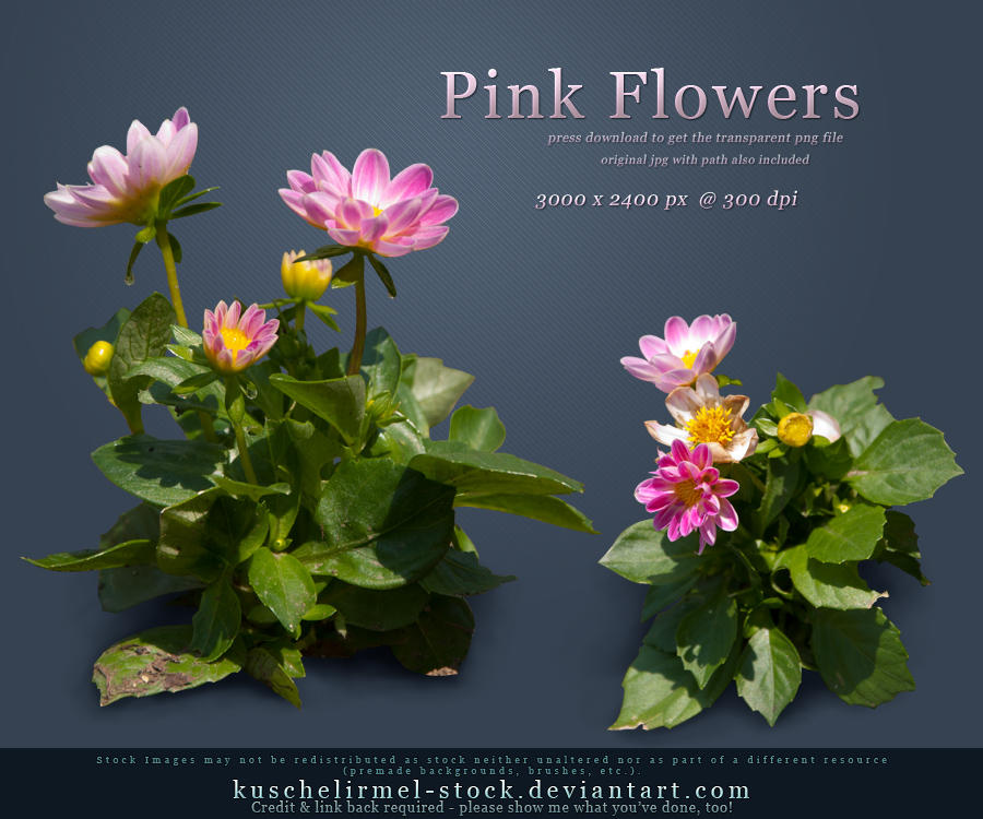 Pink Flowers PNG by kuschelirmel-stock