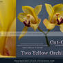 Two Yellow Orchids Cut Out