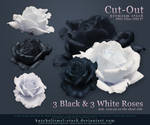 Black and White Roses Precut by kuschelirmel-stock