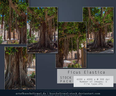 Ficus Elastica - Stock Pack